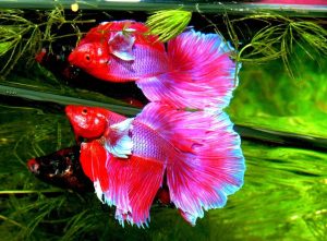 betta splendens siam fighter fish 37fe28 1024
