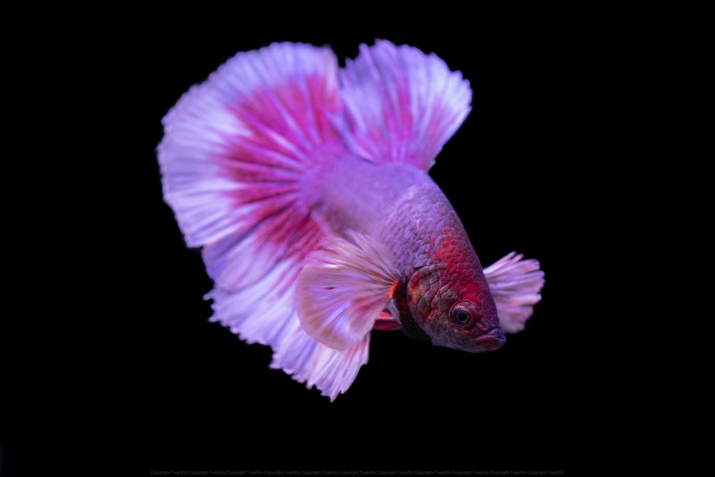 free photo of vibrant pink betta fish on black background